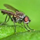small fly